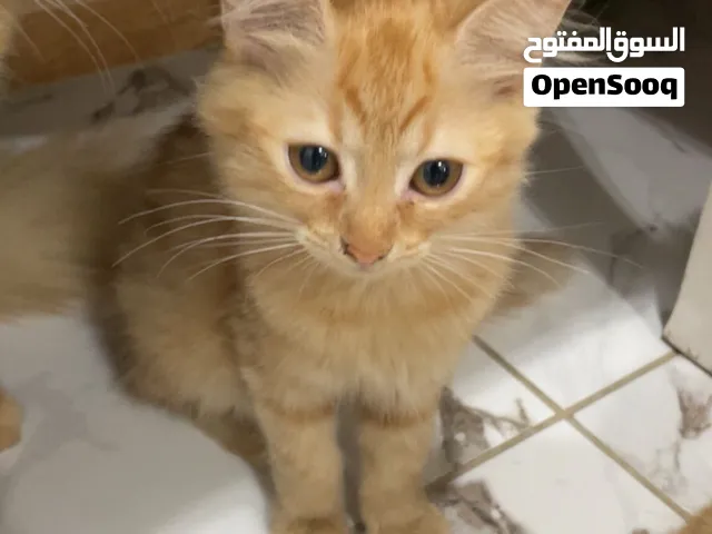 Cat for adoption