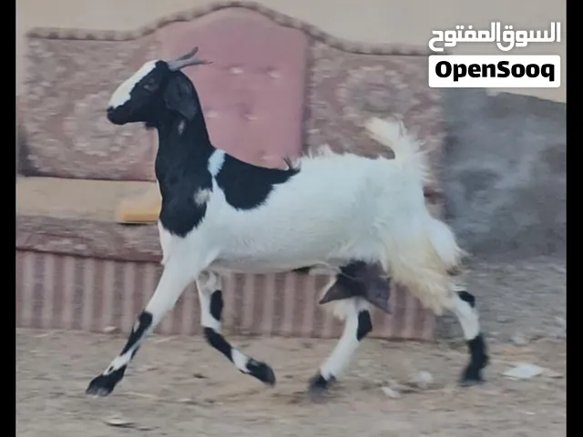اغنام تهجين باكستاني شامي صغار بالعمر وصحة ممتازة سمان 100ريال