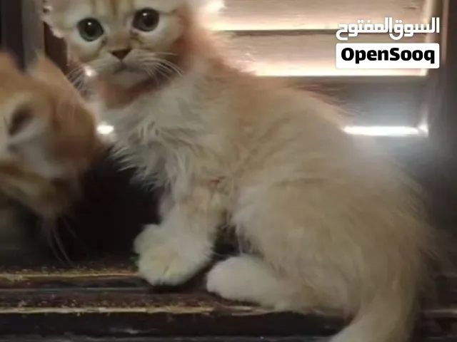 متوفر انتاج هاف بكي