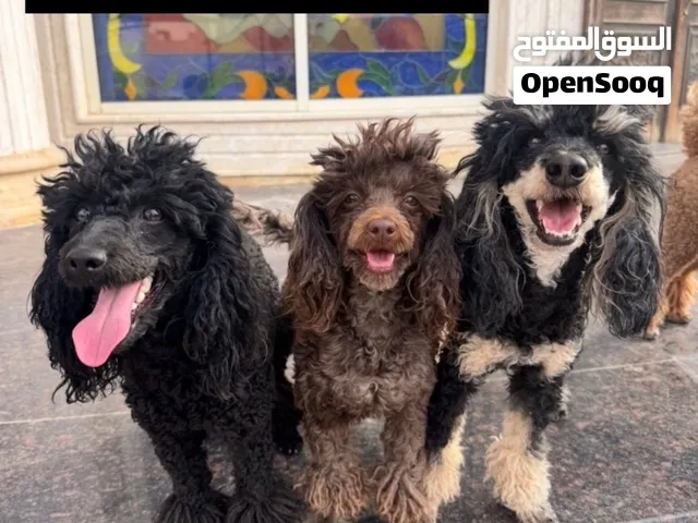 توي بودل مفقودين lost toypoodles