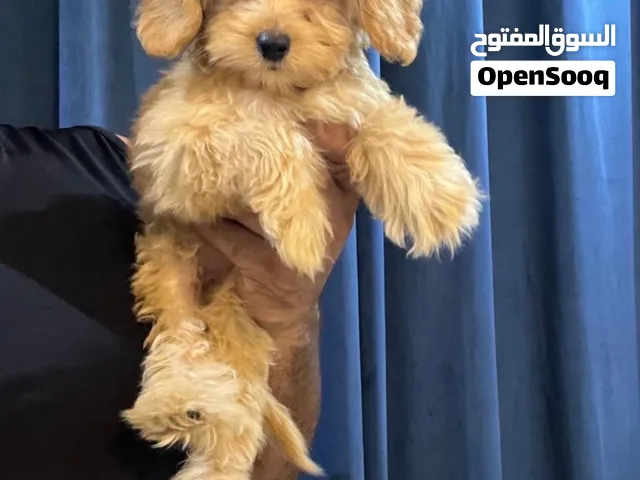 كلب للبيع مالتيبوو