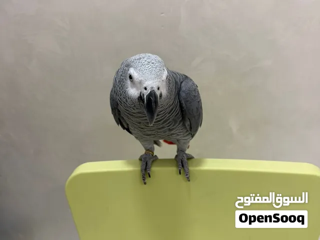 بغبغان متكلم عمره ثلاث سنوات