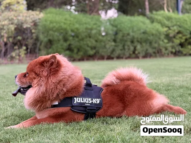 تشاو تشاو ذكر للتزاوج فقط Chow Chow only for mating