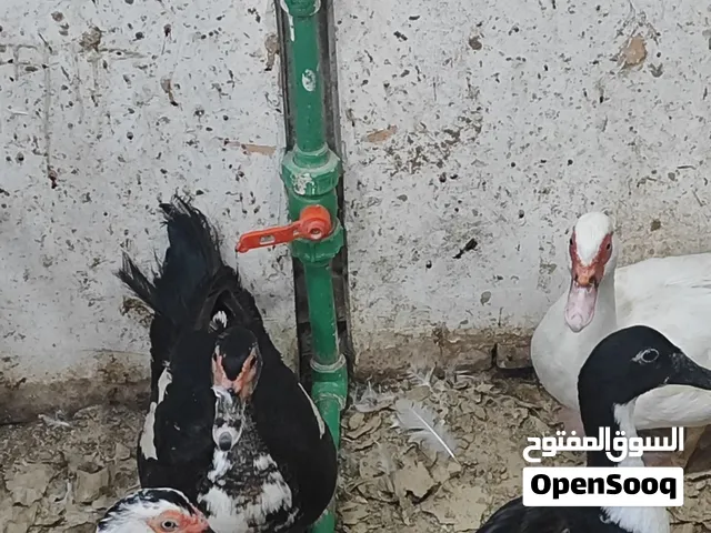 بش مصري تلاثه نثايه ونثيه خضيريه