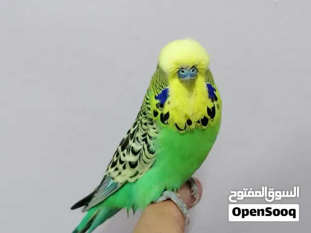 للبيع ذكر بادجي انجليزي اليف