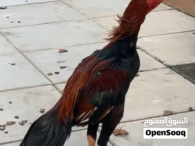 طير باتشو للبيع. تابع الوصف