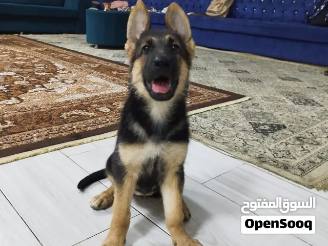 اناث جيرمن للبيع سعر حلو