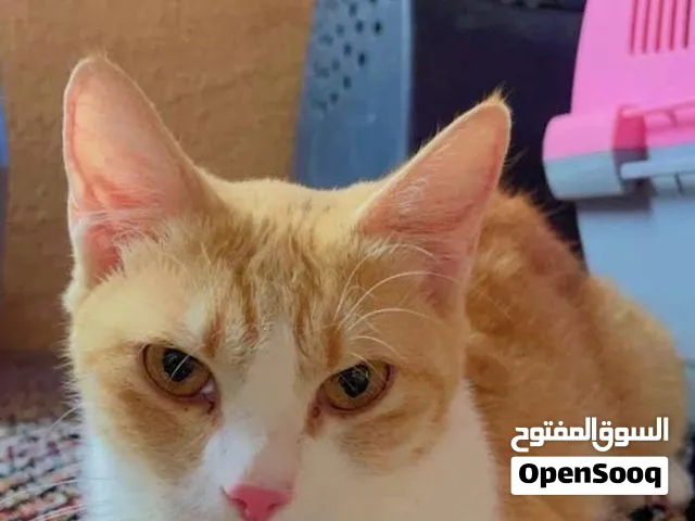 للتبني قطة مكس