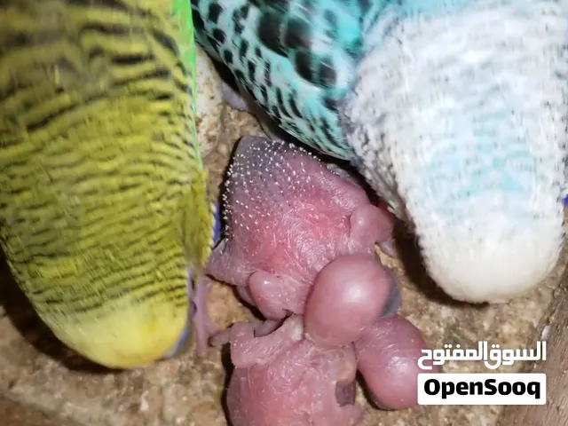 متاح زوج بادجي مع الفراخ