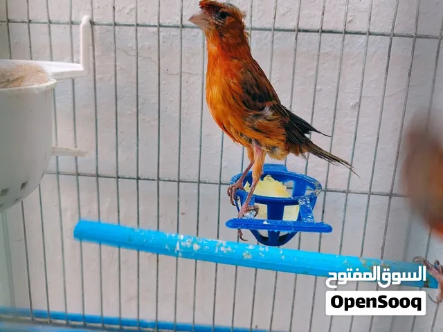 مطلوب جوز كناري