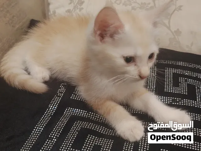 ثلاث قطط للبيع