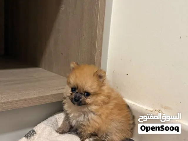 بومارينيانز  Poms