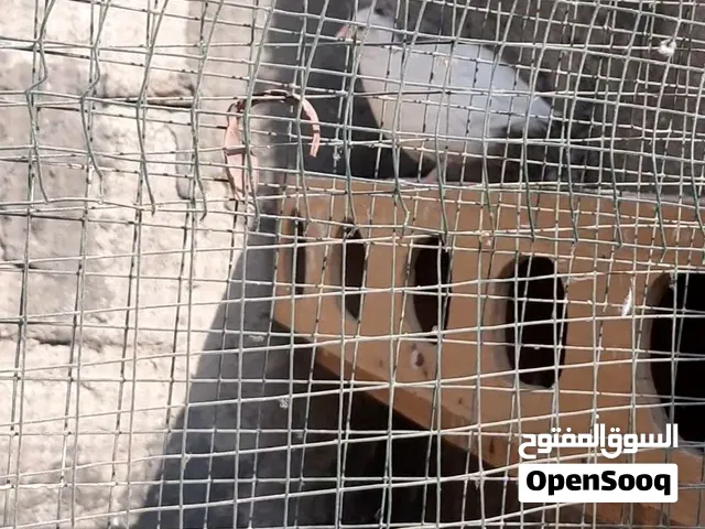 سمان اللبيع اللعدد 4