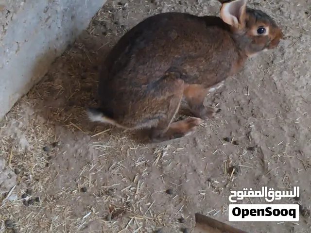 للبيع المستعجل ، أرانب بلجيكيه وفرنسية للبيع بسعر مميز ، قابل للتفاوض