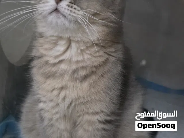 قطط مستويات للبيع