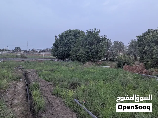 اشجار الرمان المصري مثمر