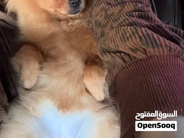 كلبه بومرينيان
