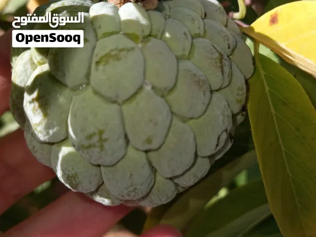 شتلات نبات القشطة البلدى للبيع