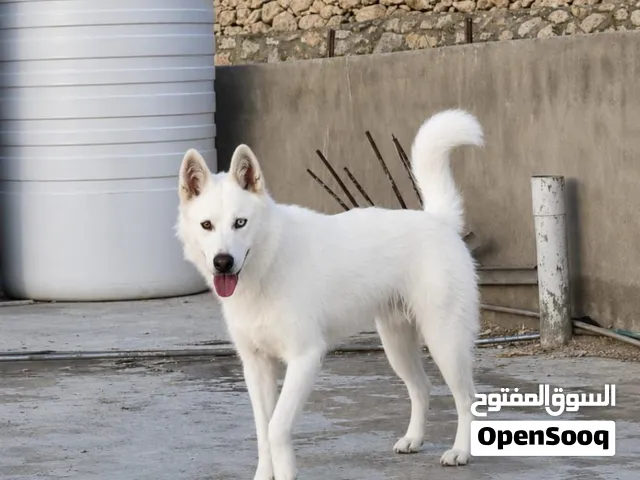 كلب هاسكي مكس جيرمان ( التفاصيل بالوصف )