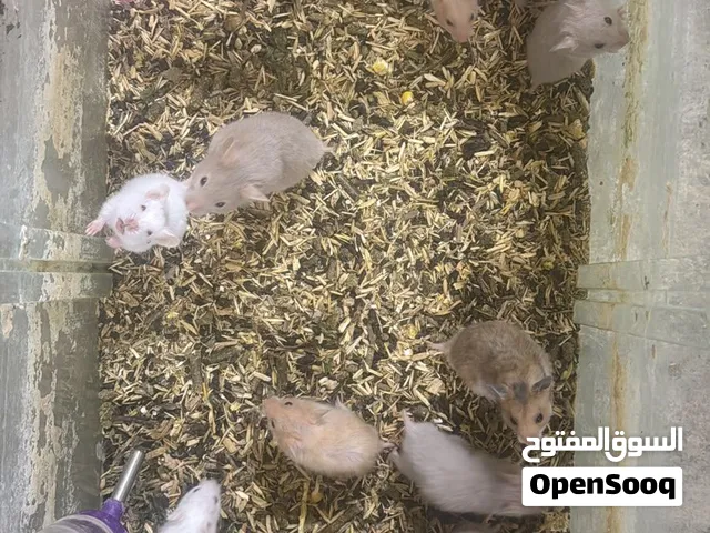 للبيع هامستر سوري الوصف مهم