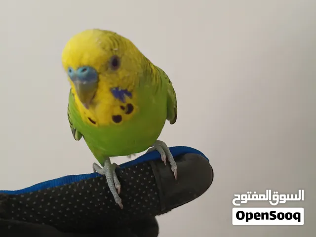 اشتري كل الطيور الي سعرها اقل من 60 درهم و اتبنى