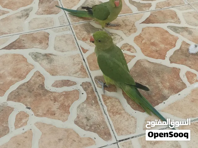 بغبغاء أليف فرخ در