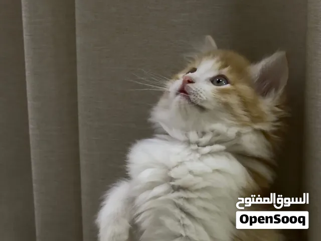 قطة كيتين شيرازي عمر شهرين للبيع