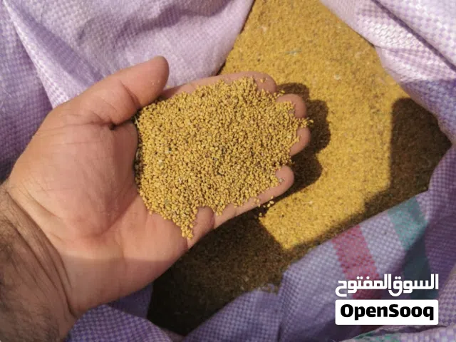 بذر قت عماني نظيف