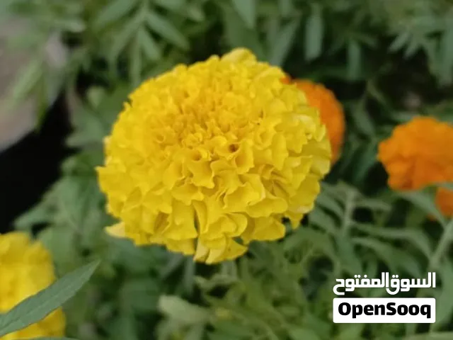 ورد طبيعي متوفر توصيل داخل ناصريه