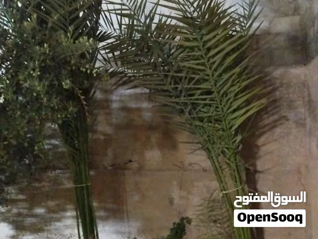 للبيع نخلتان بطول يتراوح بين 4 و5 أمتار