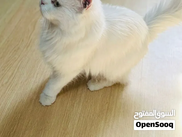 قطه شيرازي للبيع بعيون ملونه