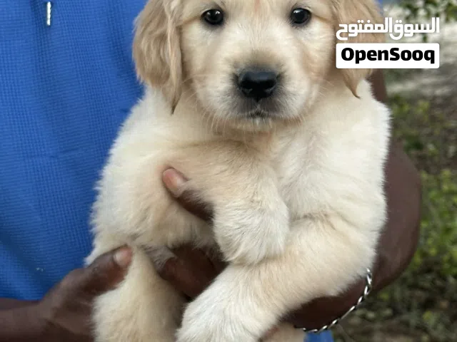 Golden retriever puppy