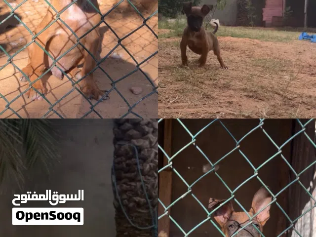 الله يبارك جرو بيتبول درجه 1
