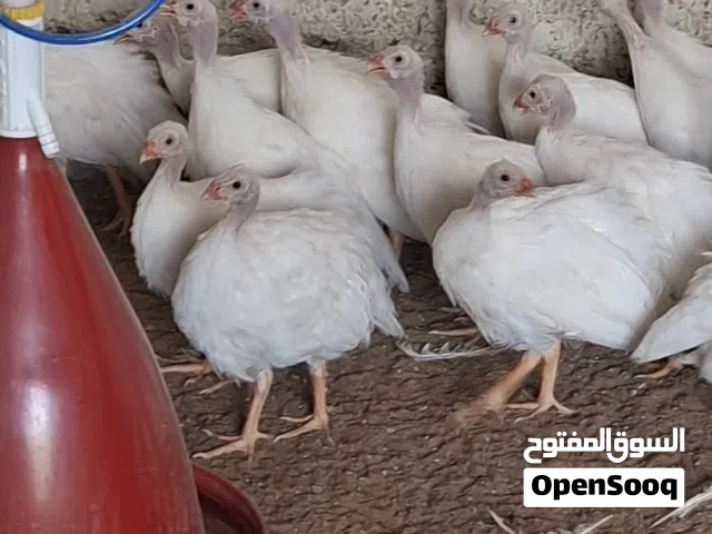 خيبر ابيض انتاج المزرعه بصحه طيبه