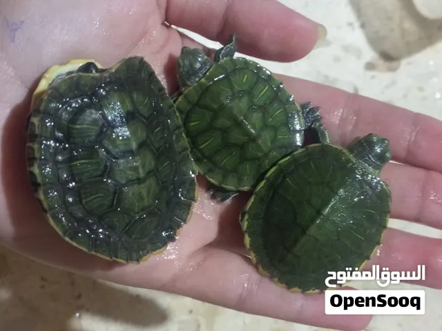 متاح 3 حبات