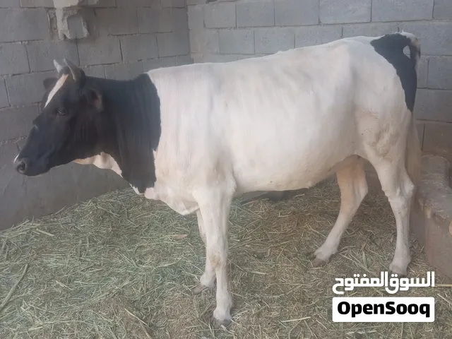 متاح بجره فارغه للبيع حيوانه مال جني او كصابه مكان بصره هارثه سعر  ثنين وربع