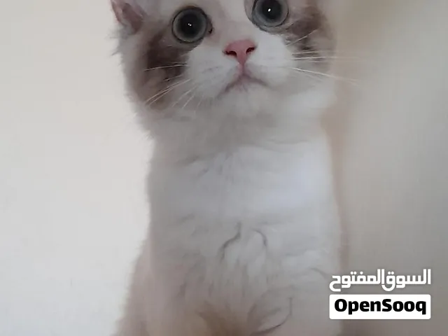 قطط شيرازي للتبني