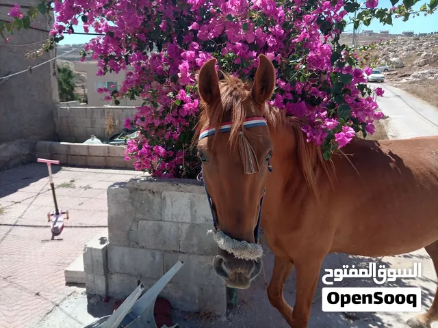 فرس عاقله وحراثه