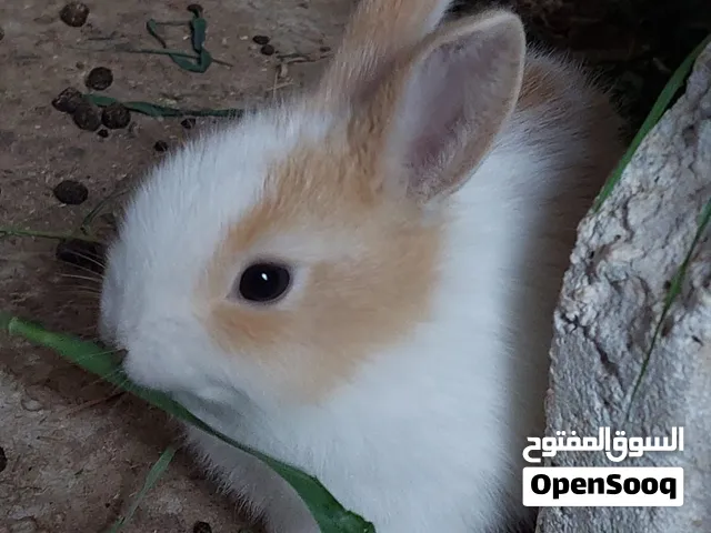 ارانب مميزه للبيع