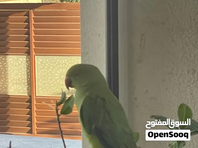 ببغاء دره اخضر