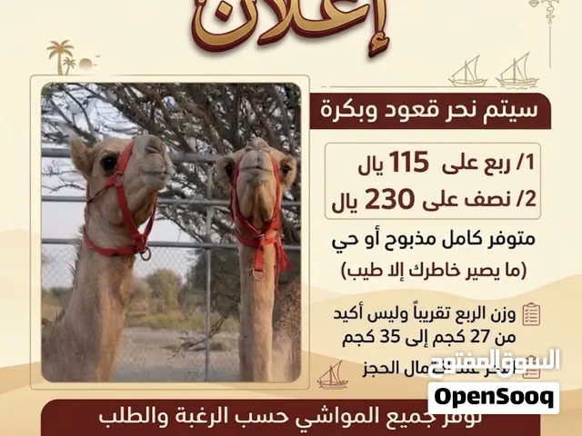 قعدان 2 وبكار 2