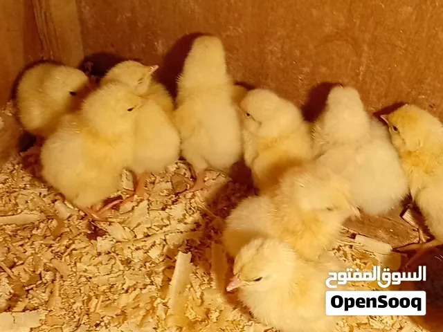 متوفر كتكوت سايكس طوق دم صافي  عدد 9 عمر 3ايام نفس امهات في صورة ربي يبارك
