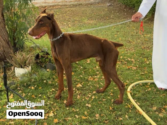 دوبرمان ذكر
