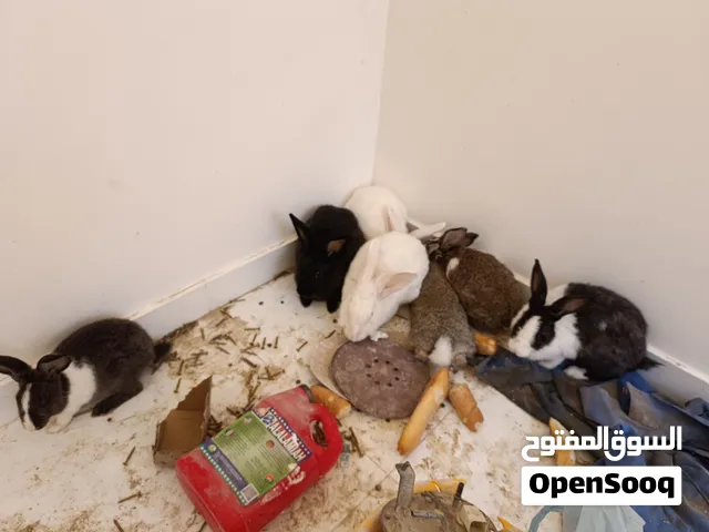 ارانب للبيع المكان السراج