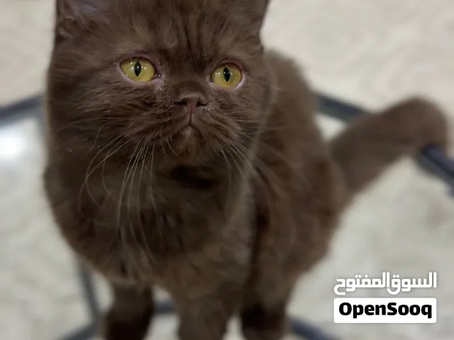 قطط سكوتش فولد و ستريت