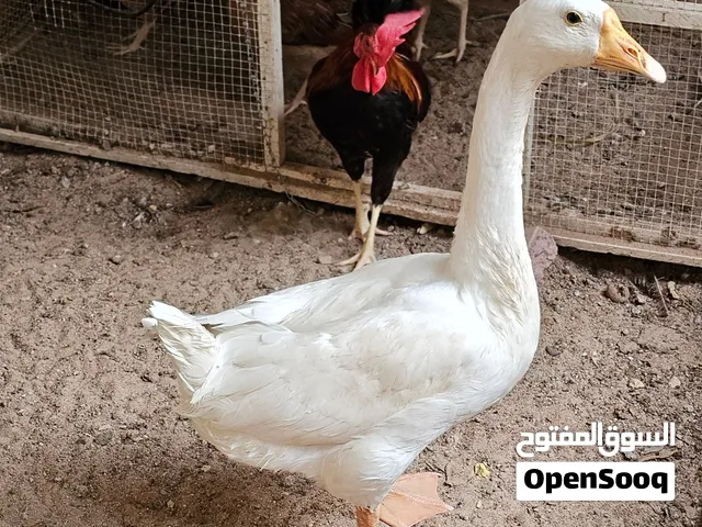 ديج عربي وبطة