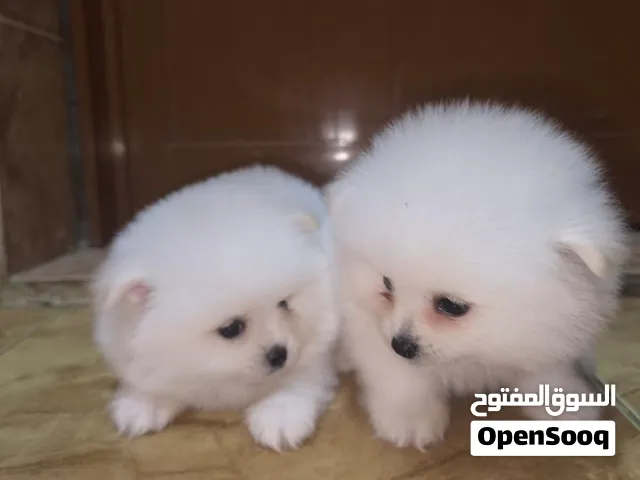 mini pomeranian