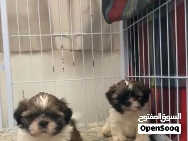 جراوي شيتزو