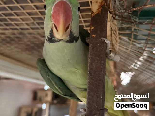 للبيع ذكر بغبغاء نيبالي جاهز اليف