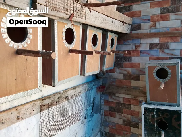 بيوت تكاثر مال ببغاوات